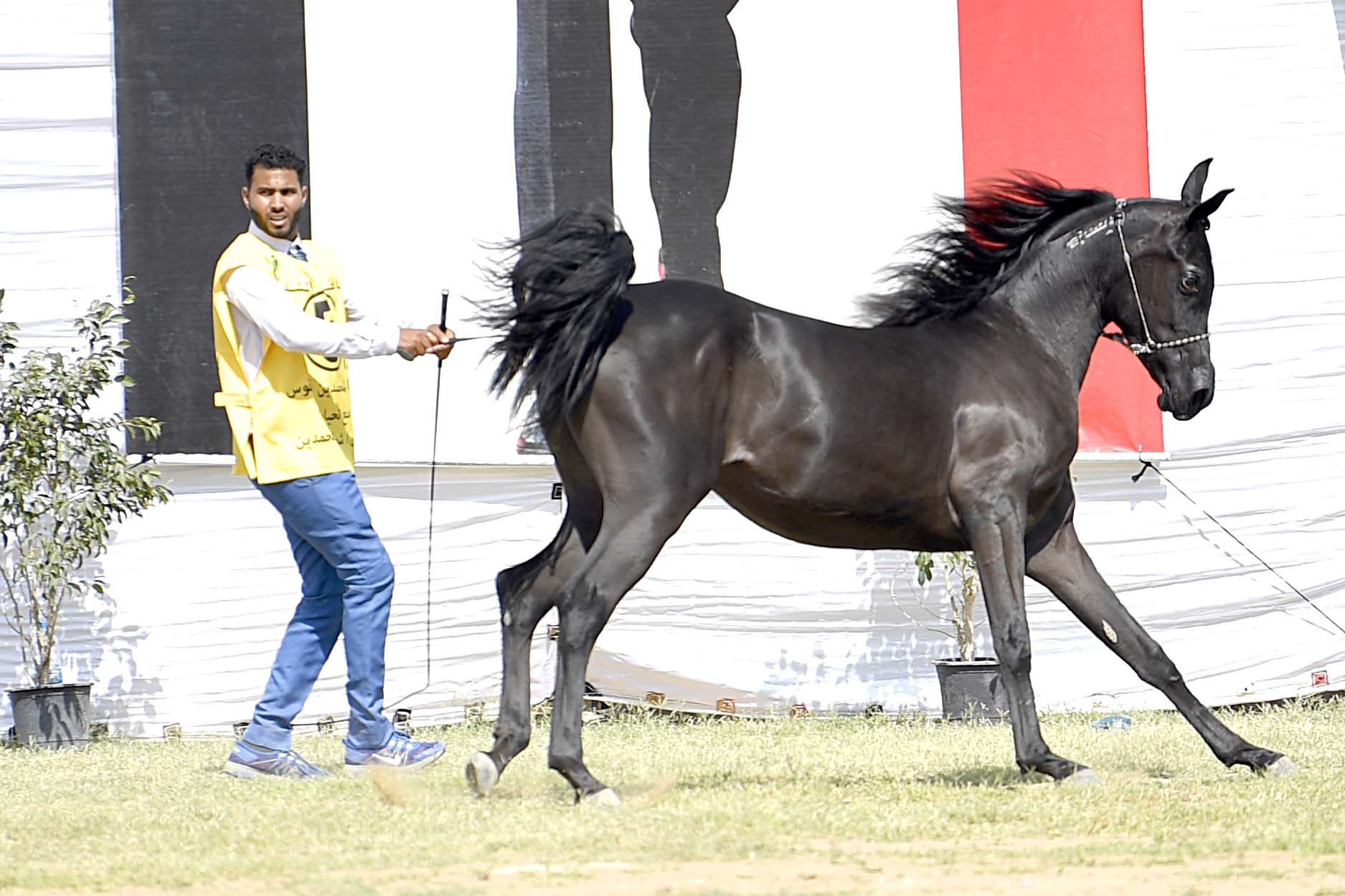 مهرجان الخيول العربية بـ الشرقية استثمارات ضخمة معط لة وترويج ضعيف اندبندنت عربية