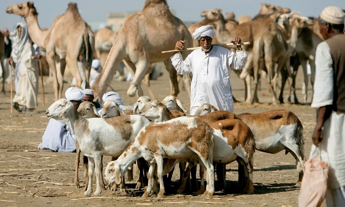 مأساة ثروة السودان الحيوانية: قذائف وعطش وتلوث