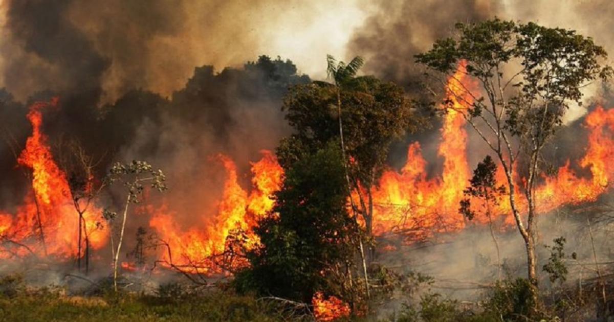 غابات الأمازون تشتعل بشكل قياسي ودخان الحرائق يغرق ساو باولو