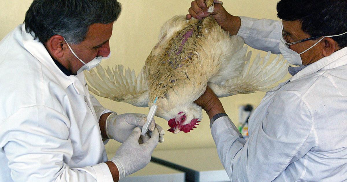 إنفلونزا الطيور في العراق 