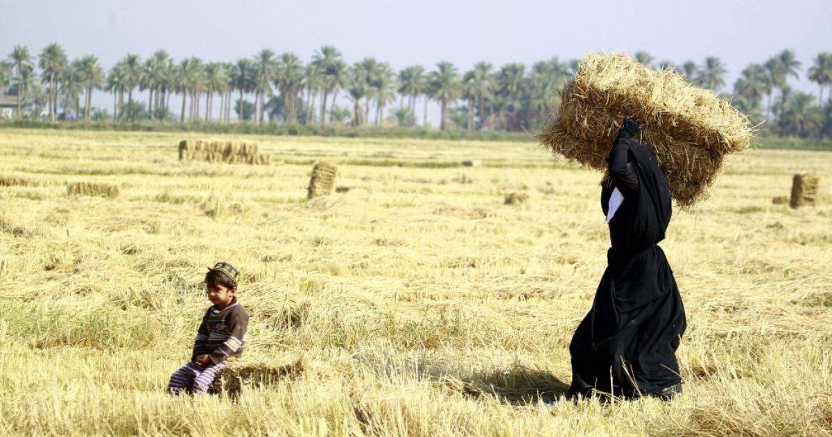 هل يختفي أرز العنبر من موائد العراق بسبب الجفاف؟