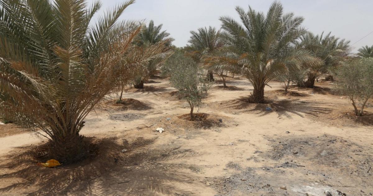 العراق يغرس 5 ملايين شجرة في وجه التصحر