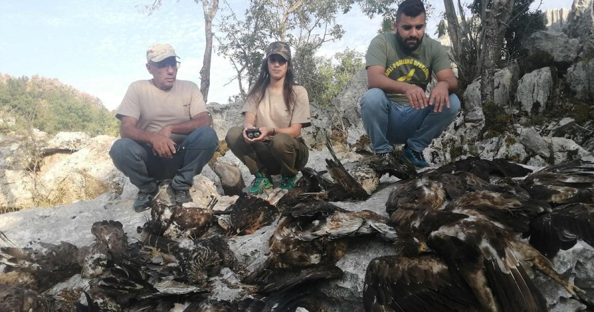جمعية ألمانية في لبنان لمواجهة مذابح الطيور المهاجرة