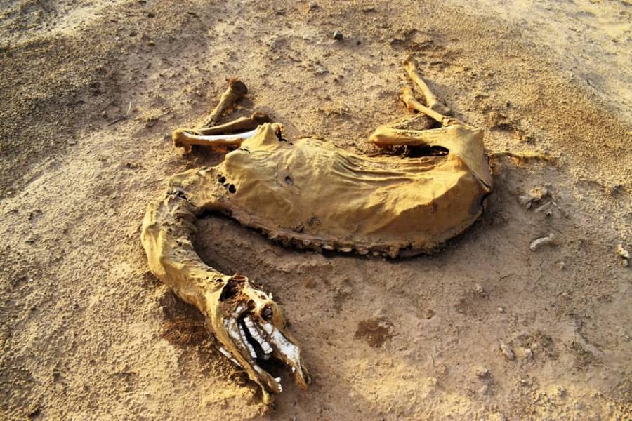 نفوق المواشي... الثروة الحيوانية في السودان إلى زوال بفعل الجفاف