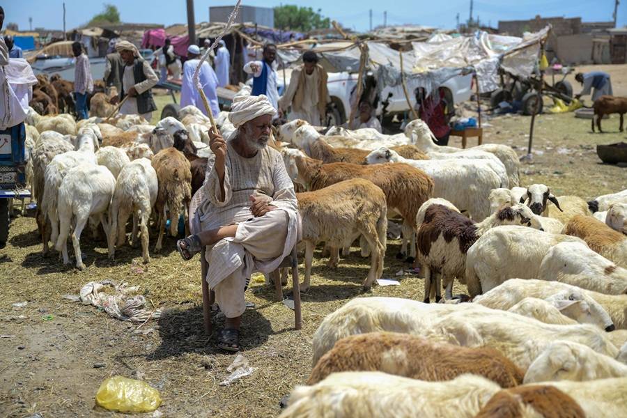 نفوق المواشي ينذر بفقدان اللحوم والألبان من أسواق السودان