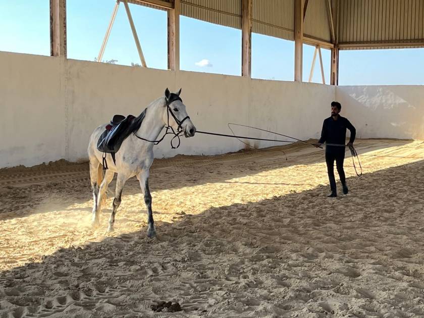 الخيل في الجزائر: أكثر من مجرد حيوان إرث حضاري يواجه التحديات! من الحصان البربري إلى العربي البربري، ومن "حظيرة شاوشاوة" إلى المهرجانات الشعبية، تراث الفروسية ينهض اليوم بمشروع وطني لحماية السلالات ودعم المربين 