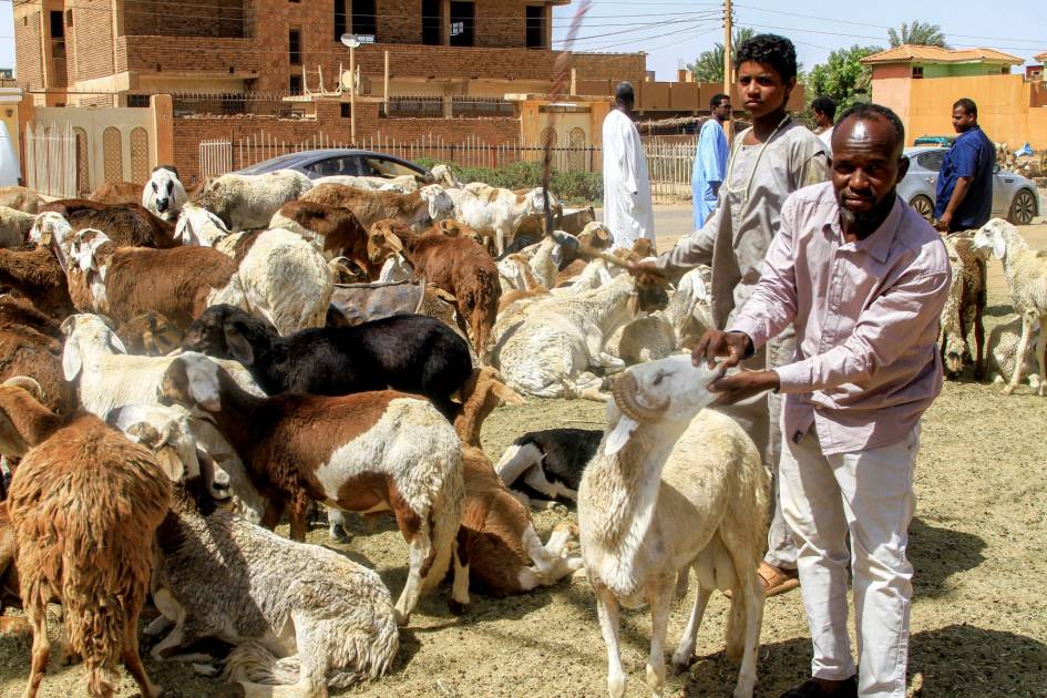 أسعار الأضاحي في السودان تشتعل مع استمرار الحرب للعام الرابع