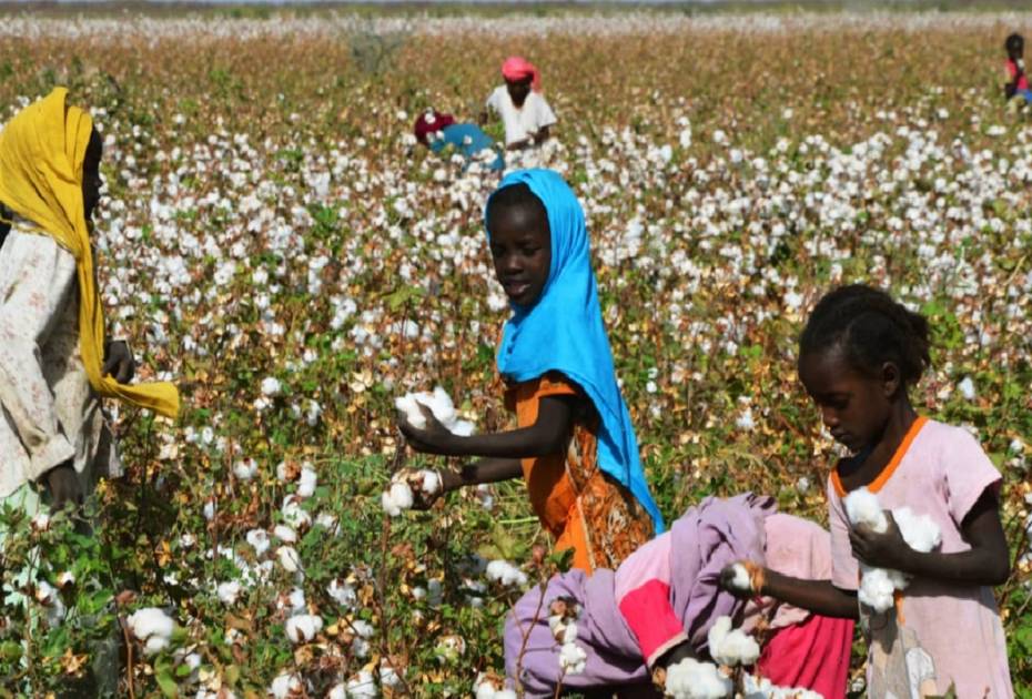 مشروع الجزيرة السوداني.. آمال النهوض بقطاع الزراعة بعد الحرب