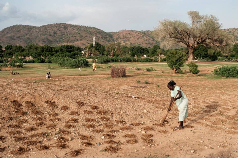 التطرف المناخي يهدد اقتصاد شمال السودان: خسائر في النخيل والمحاصيل النقدية