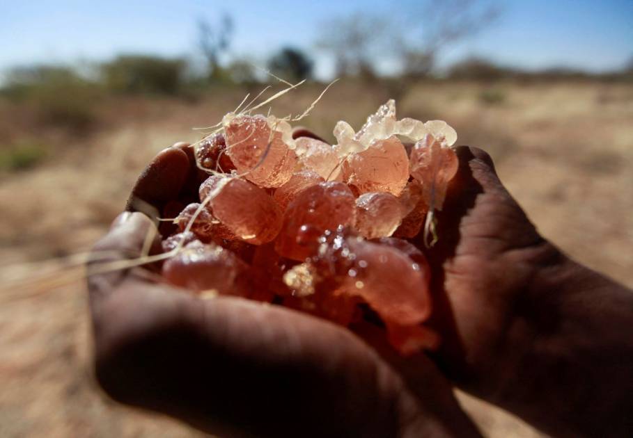 الذهب والصمغ العربي.. مغذيات الحرب في السودان