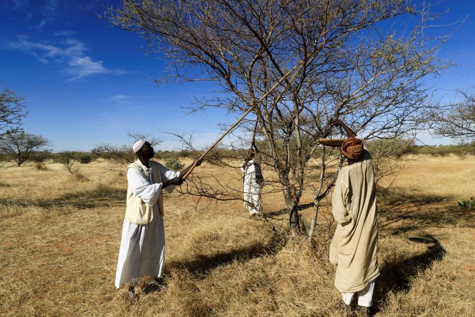 الصمغ العربي.. من مورد اقتصادي إلى وقود حرب في السودان