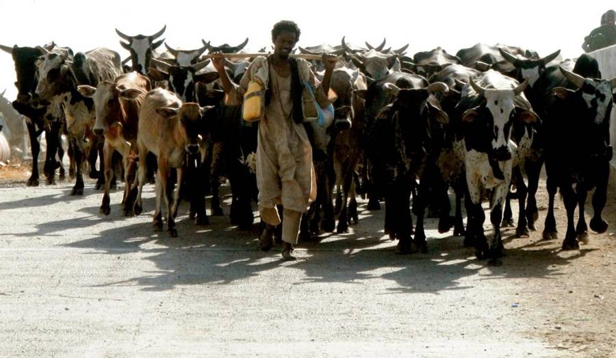 موسم الارتحال شمالا يثير الاحتكاك بين مزارعي ورعاة دارفور