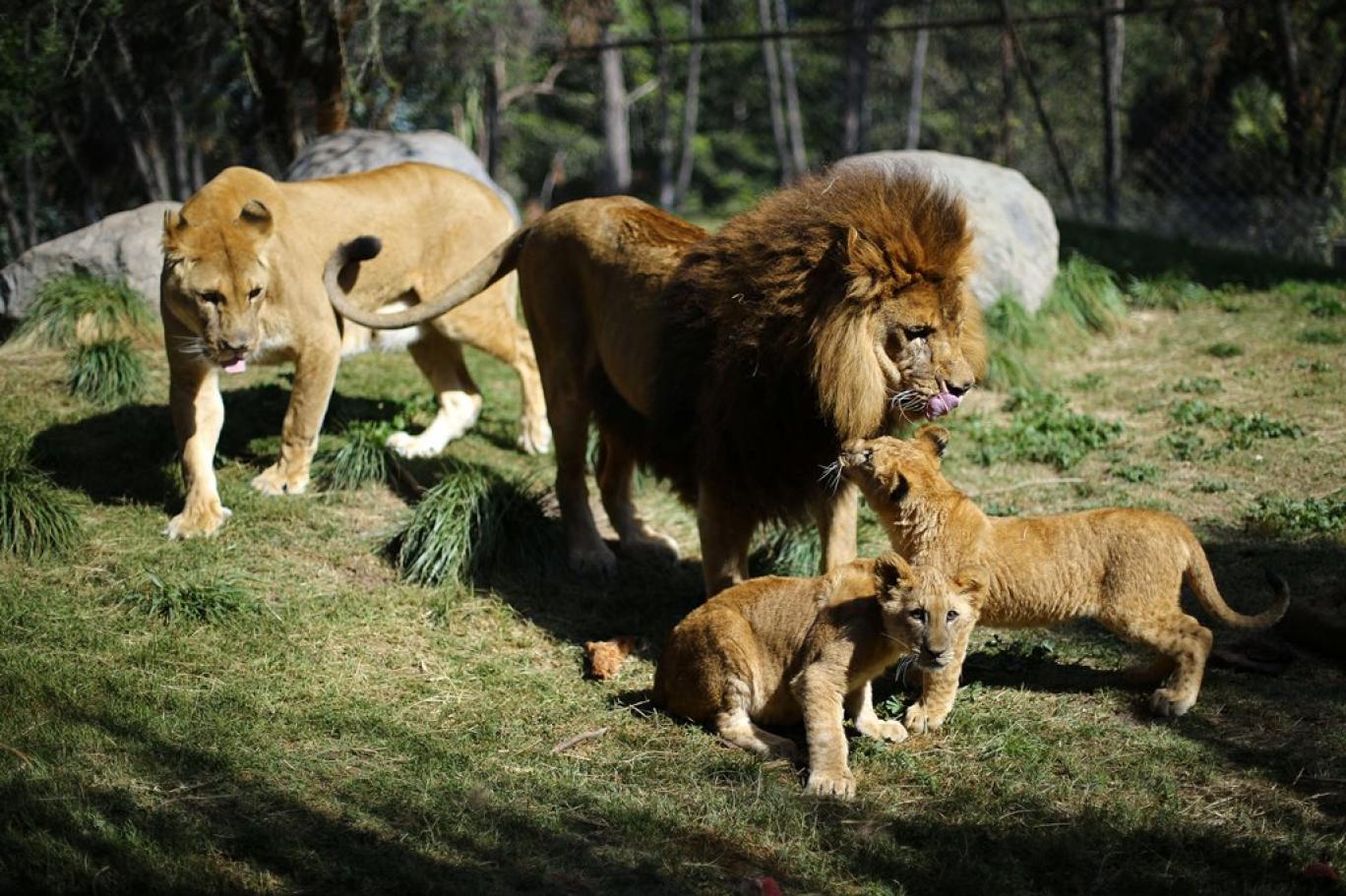 Какого года родился лев. Рождение львят в Тайгане.