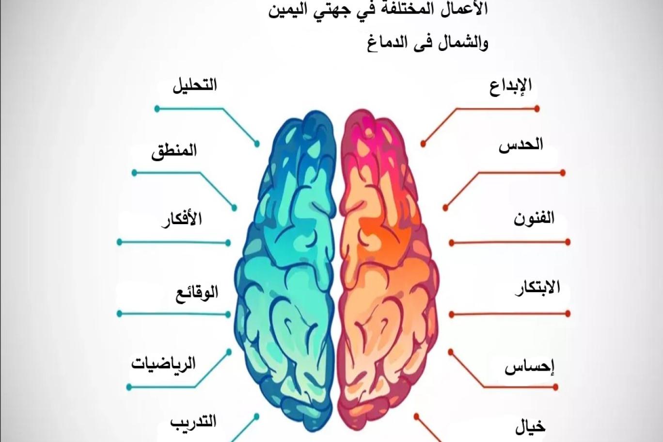 نظرة مبسطة إلى عمل الدماغ البشري | اندبندنت عربية