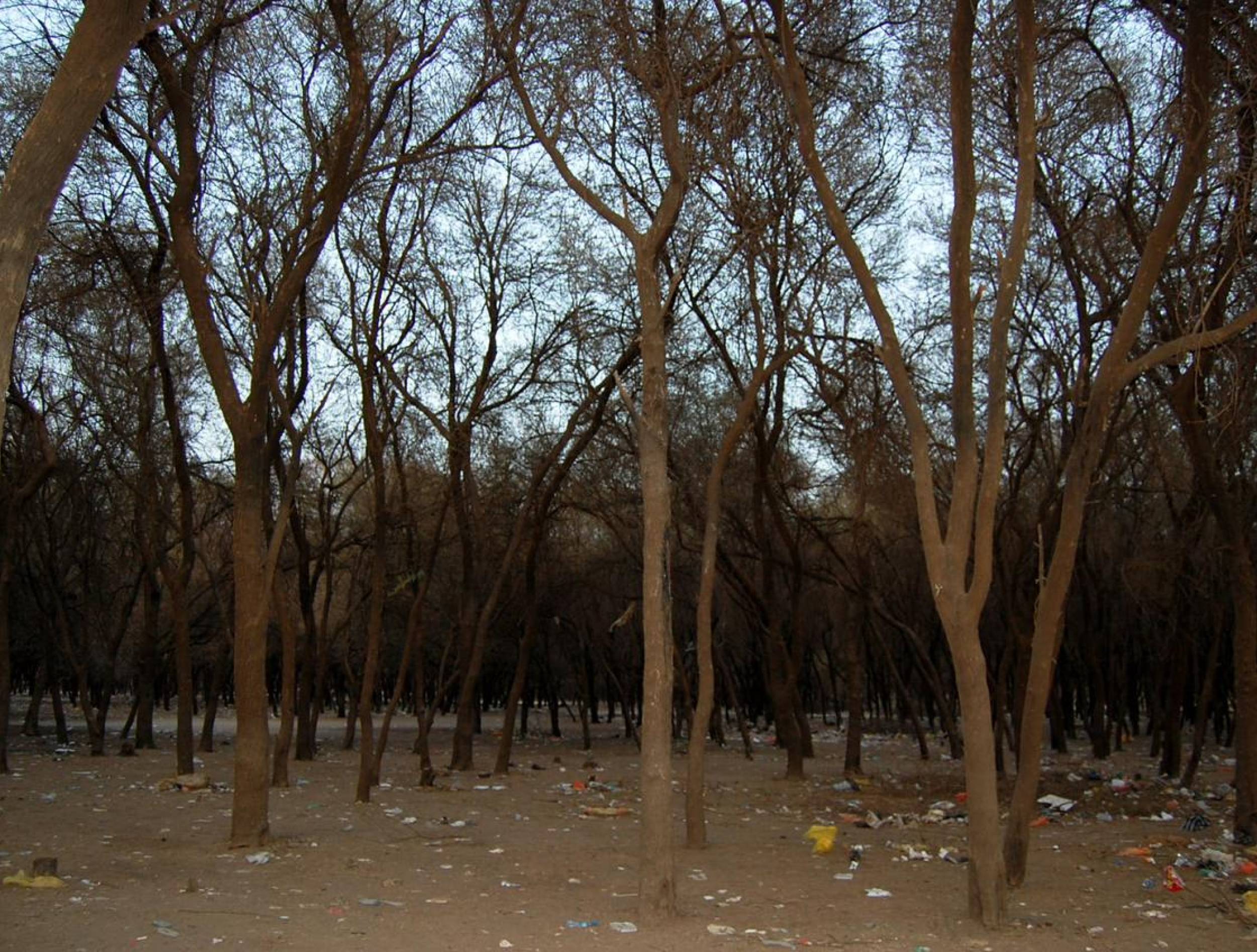 صمغ السودان... آخر ما أحرقته الحرب