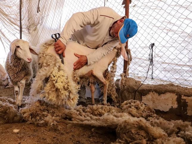 جز الصوف | اندبندنت عربية
