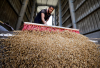 التلوث والتلف يطوقان ثلث إنتاج العالم من القمح