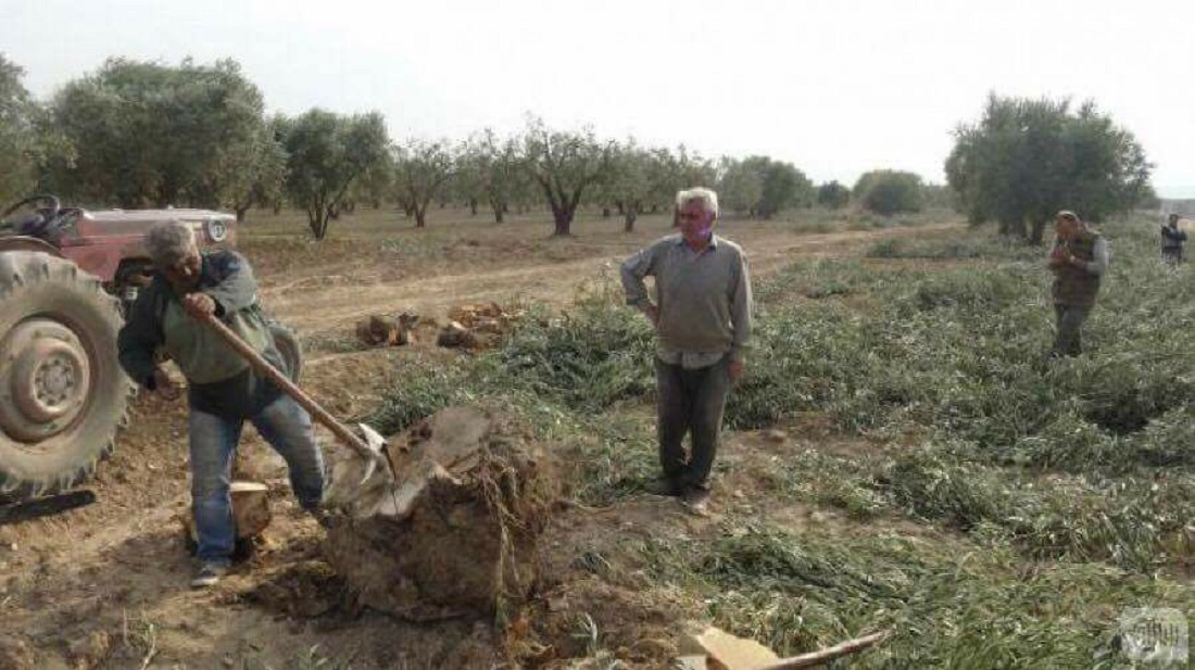 مزارعون اكراد من منطقة عفرين يعاينون اراضيهم بعدما اقتلع الجيش التركي اشجار الزيتون المصدر الفيسبوك.jpg