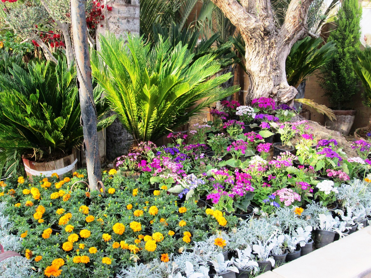 تقام ندوات فترة انعقاد المعرض تستضيف خبراء يتحدثون عن مستقبل زراعة نباتات الزينة في مصر (خاص.إندبندنت عربية)