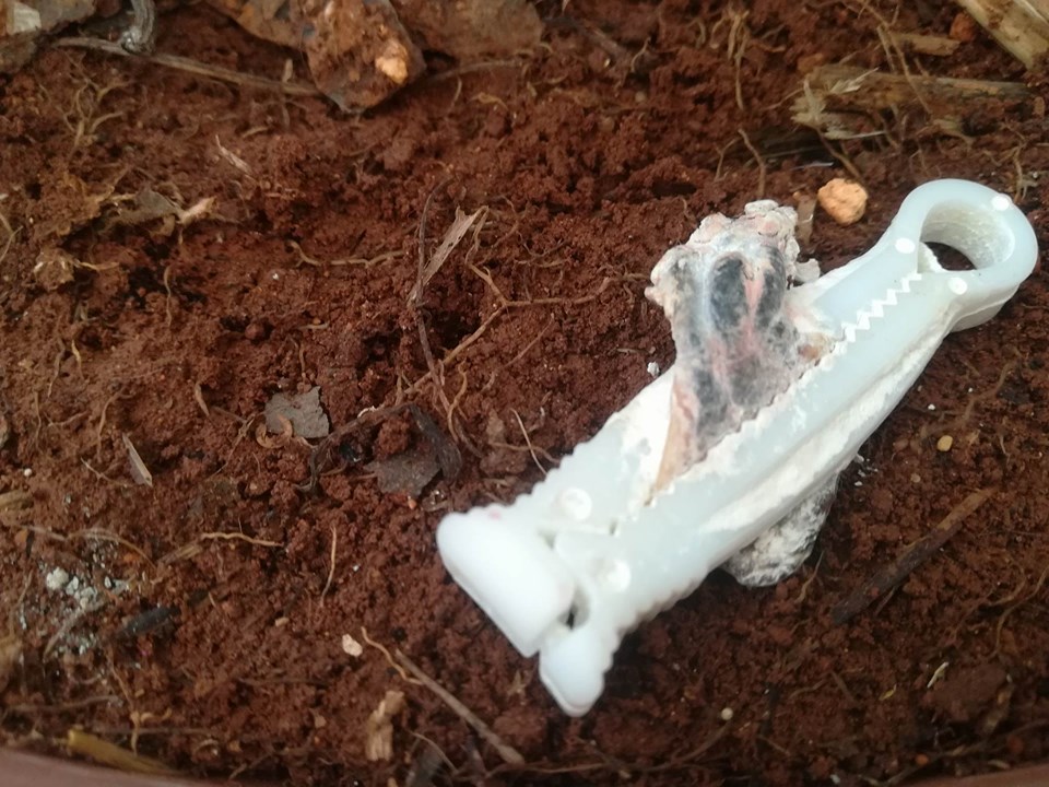 ما تبقى من الحبل السري