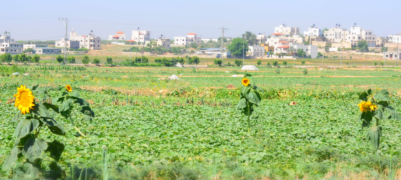 سهل للفقوس البلدي في بلدة دير بلوط غرب مدينة سلفيت (اندبندنت عربية)