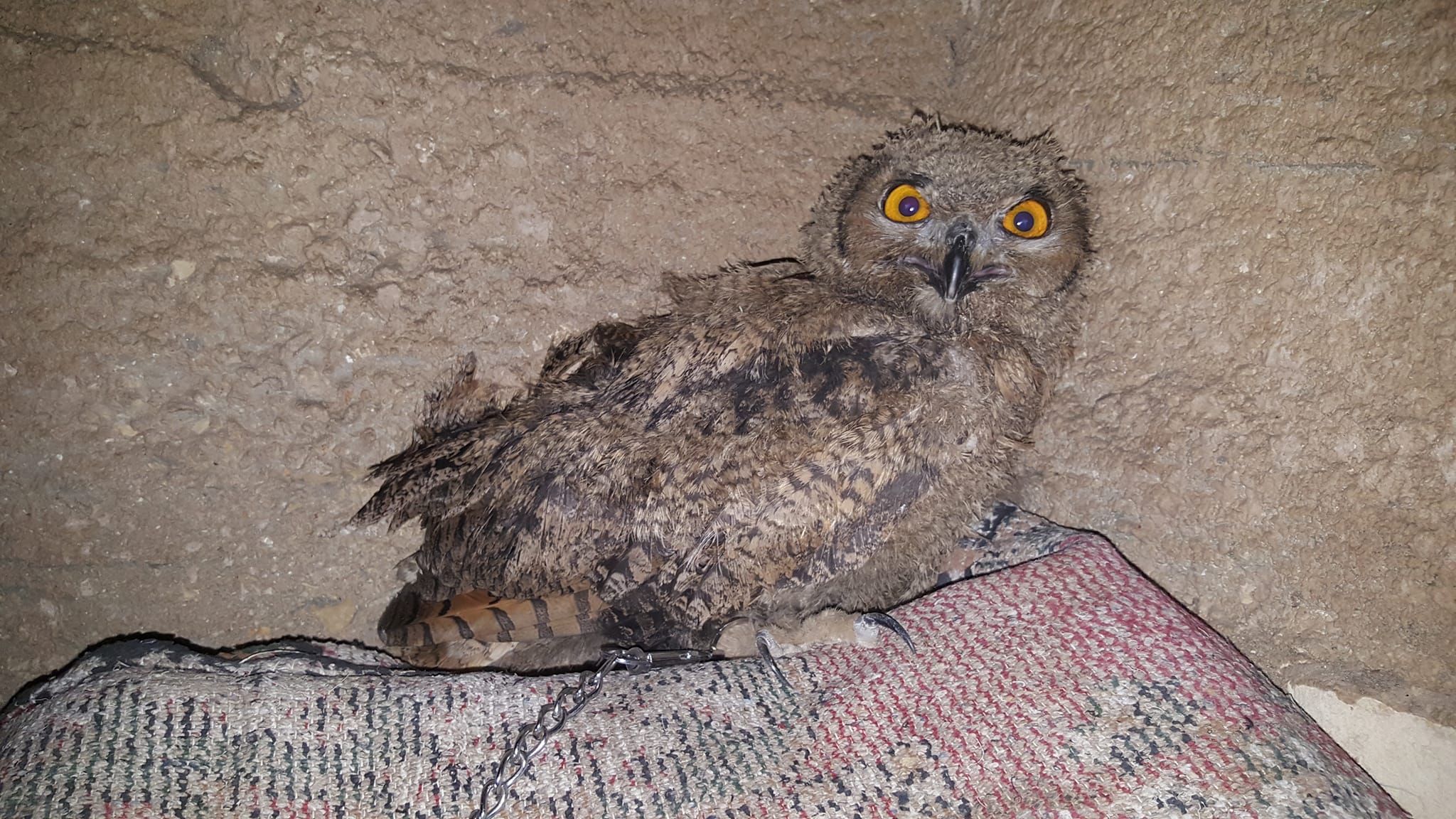 احد الصيادين يحتجز البومة النسرية.jpg