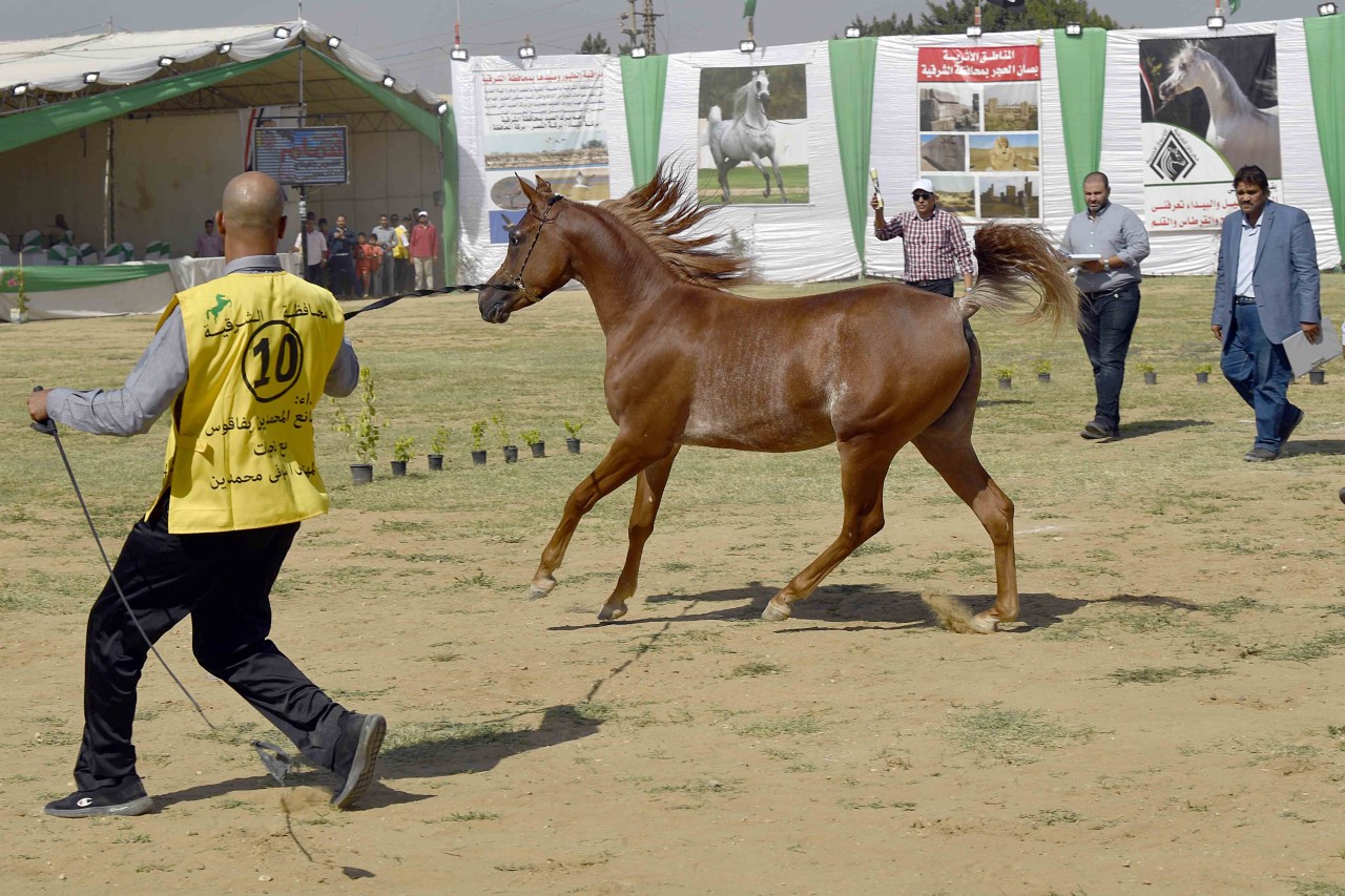 مهرجان الخيول العربية بـ الشرقية استثمارات ضخمة معط لة وترويج ضعيف اندبندنت عربية