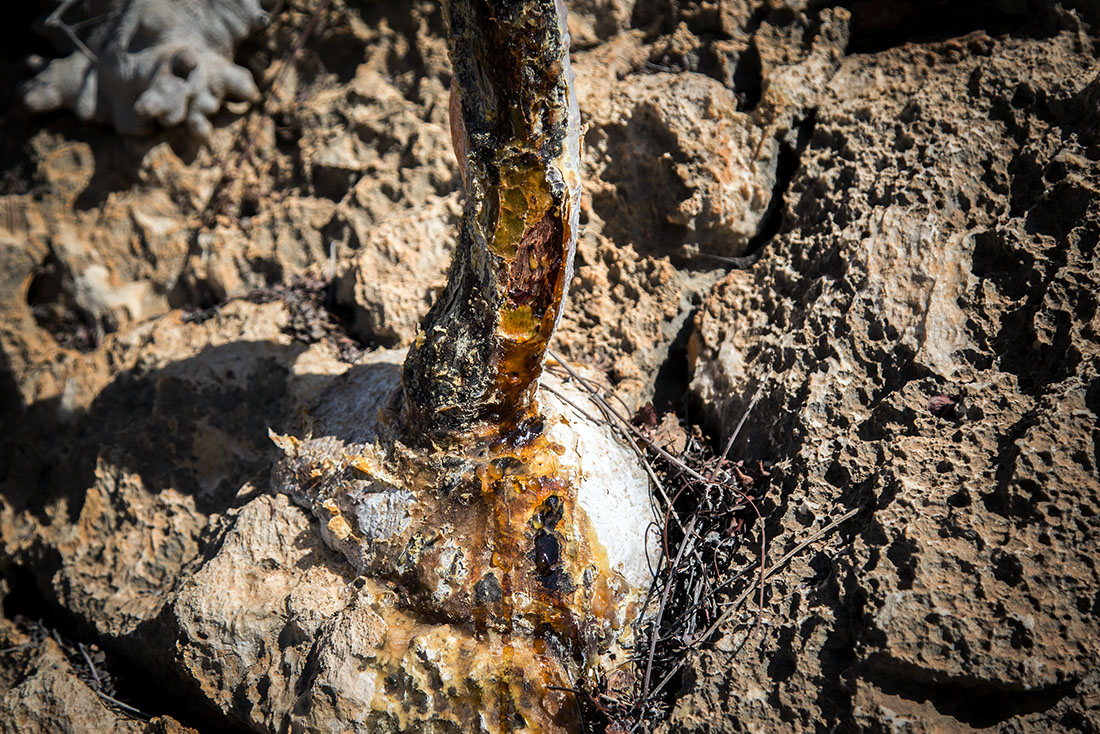 يستخدم اللبان تقليدياً كعلاج لمجموعة واسعة من الأمراض (اندبندنت عربية)