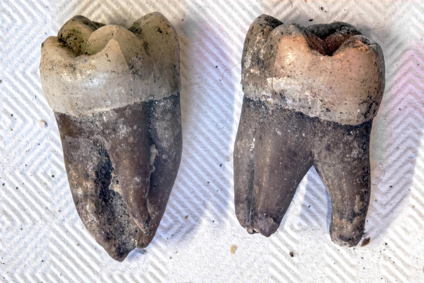 المعلومات عن أسنان القديسة كانت ضرورية لتحديد هوية إنزويث (كيفن هارفي/ متحف فولكستون)