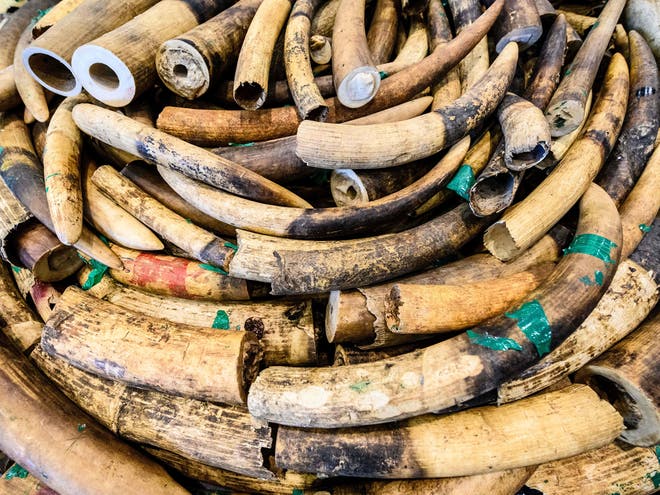 العاج من أبرز المواد المستوردة في تجارة الحيوانات البرية غير الشرعية (غيتي)