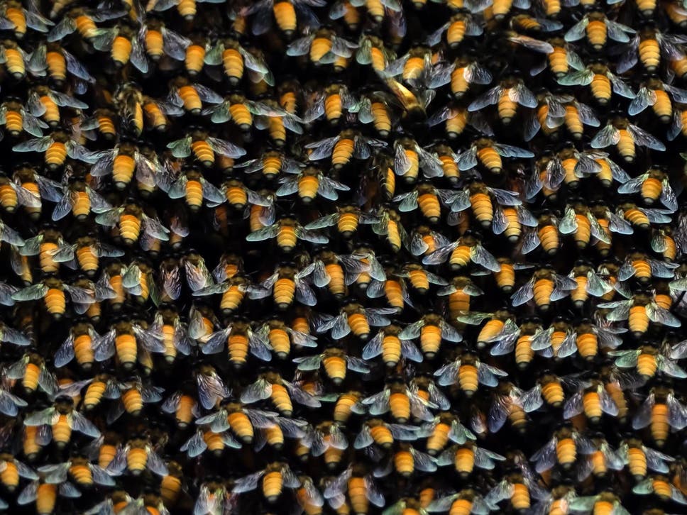 النحل العملاق الآسيوي مهم للغاية في عملية تلقيح النباتات (غيتي)