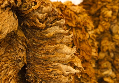 التبغ في ترتيبه الأخير قبل التسليم- موقع الريجي.jpg