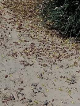 الجراد آفة عانى منها المزارع اليمني.jpg