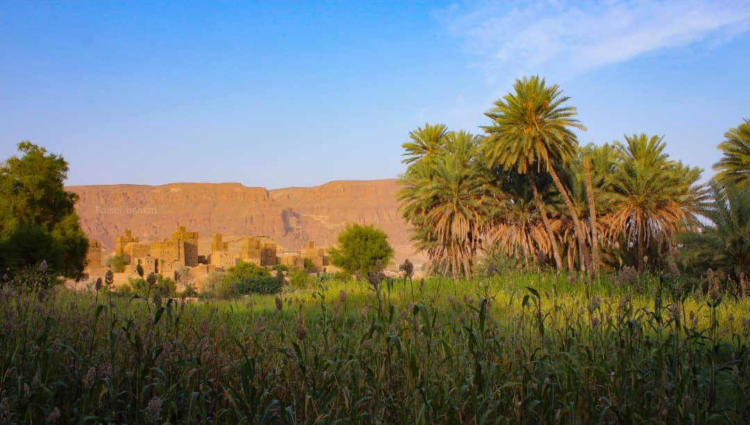 يرتبط الإنسان الحضرمي وجدانياً وتاريخياً بالنخلة أكثر من أي شجرة أخرى. (تصوير فيصل باحكم)