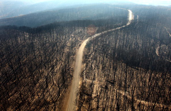 غابات في استراليا بعد نجاح إطفاء الحرائق فيها (غيتي)
