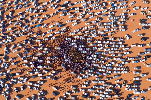 لقطة جوية لمجموعة من الإبل تحيط بها السيارات من "مهرجان الملك عبدالعزيز للإبل" في شمال شرق الرياض (غيتي)