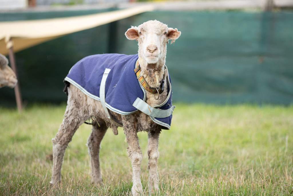 الخروف باراك بعد تحرره من صوفه (عن مؤسسة إدغار ميشن وأ ف ب )