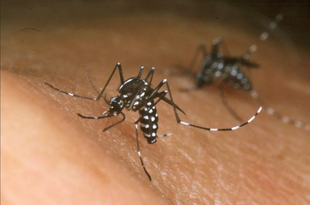 من يدري؟ قد تأتي الجائحة التالية محمولة على لسعات البعوض، كحال الملاريا ماضياً وحاضراً!