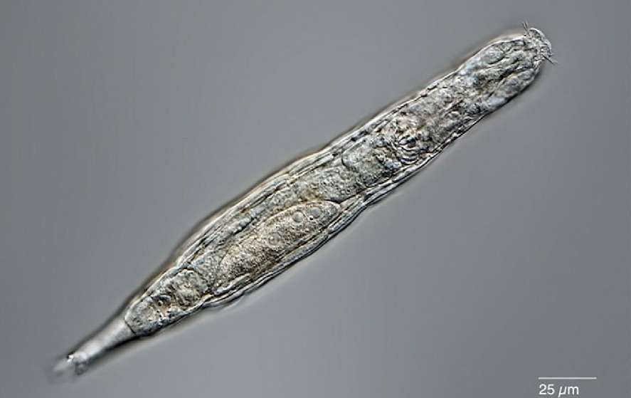 كائن مجهري-ملف.png