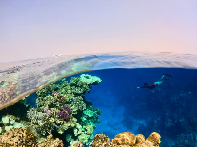 red sea kaust.jpg