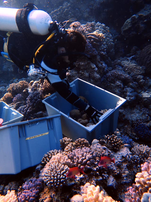 researche collecting coral kaust.jpg