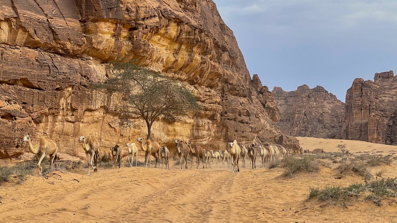 Camels in AlUla - Khalil.jpg