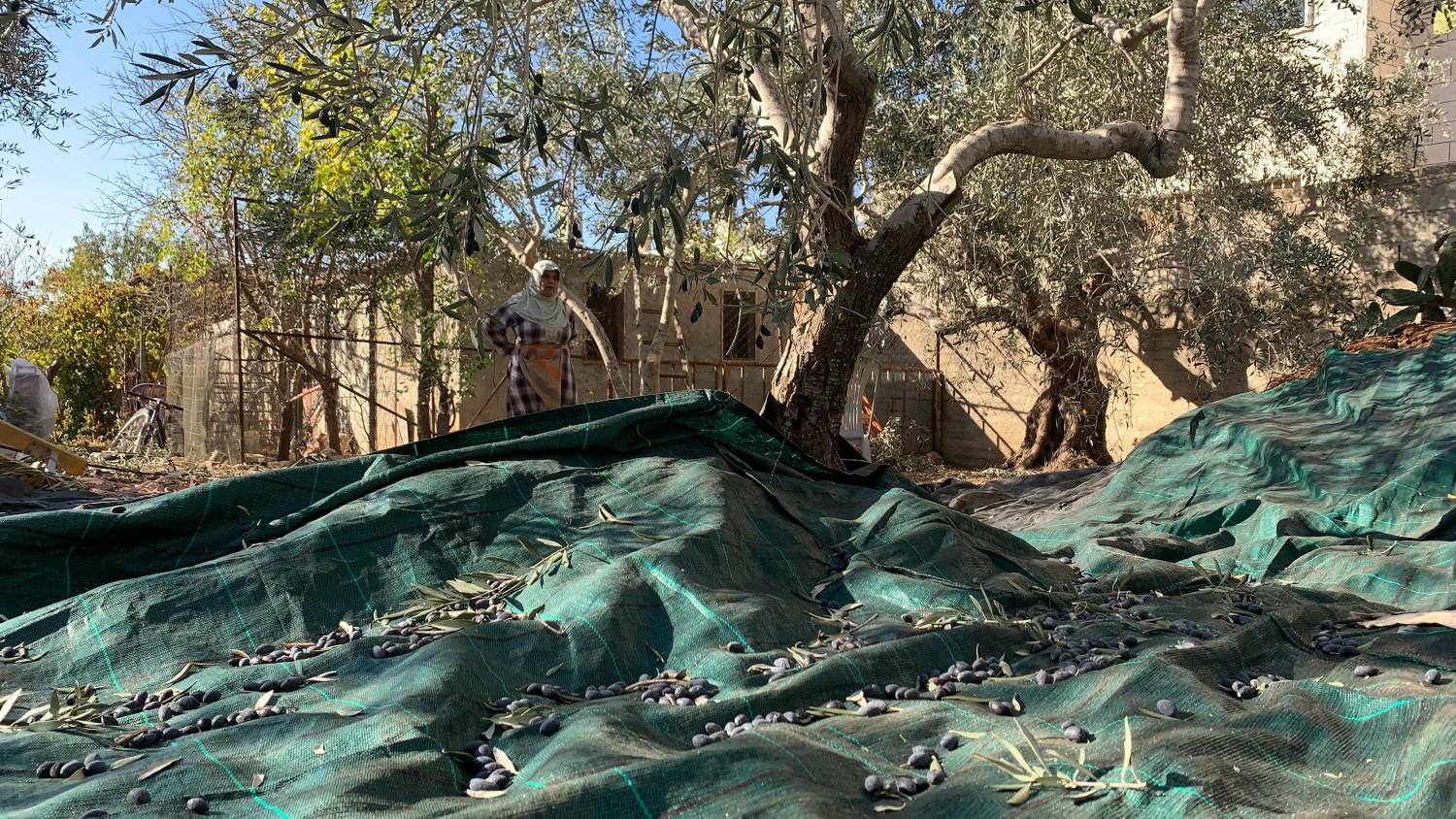 قطف_الزيتون_(1).jpg