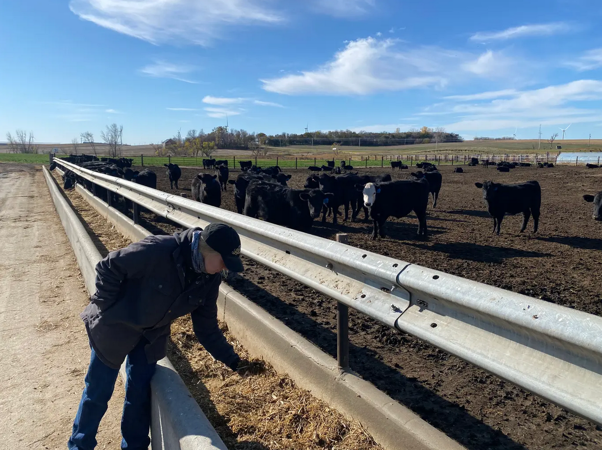 هانا بورغ هي الجيل السادس في تربية المواشي بمزرعة عائلتها في نبراسكا الشمالية، تتفحص أعلاف الأبقار 