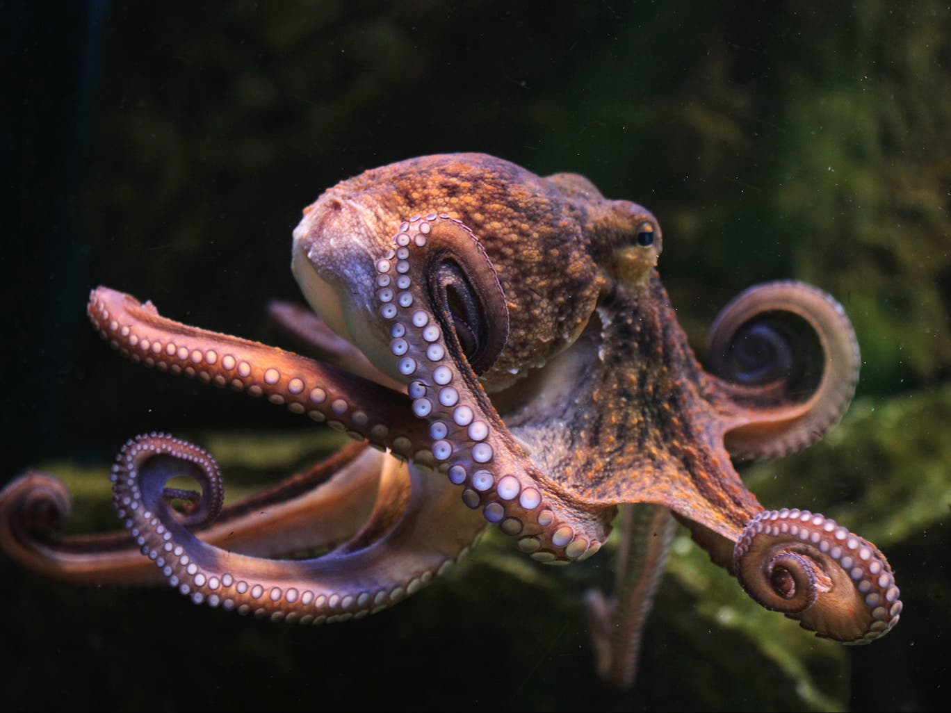 octopus getty.jpg