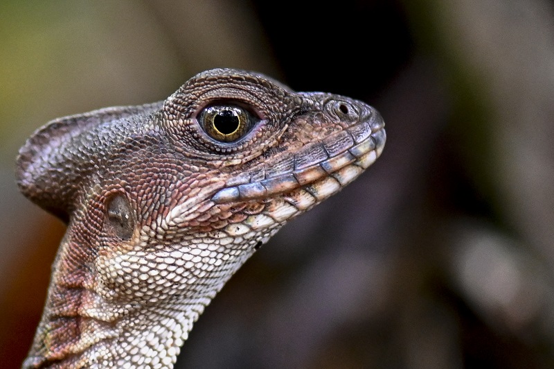Gorgona snake afp.jpg