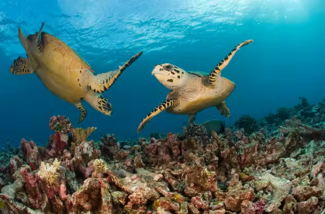 Hawksbill turtles are one of the most recognisable species of turtle.png