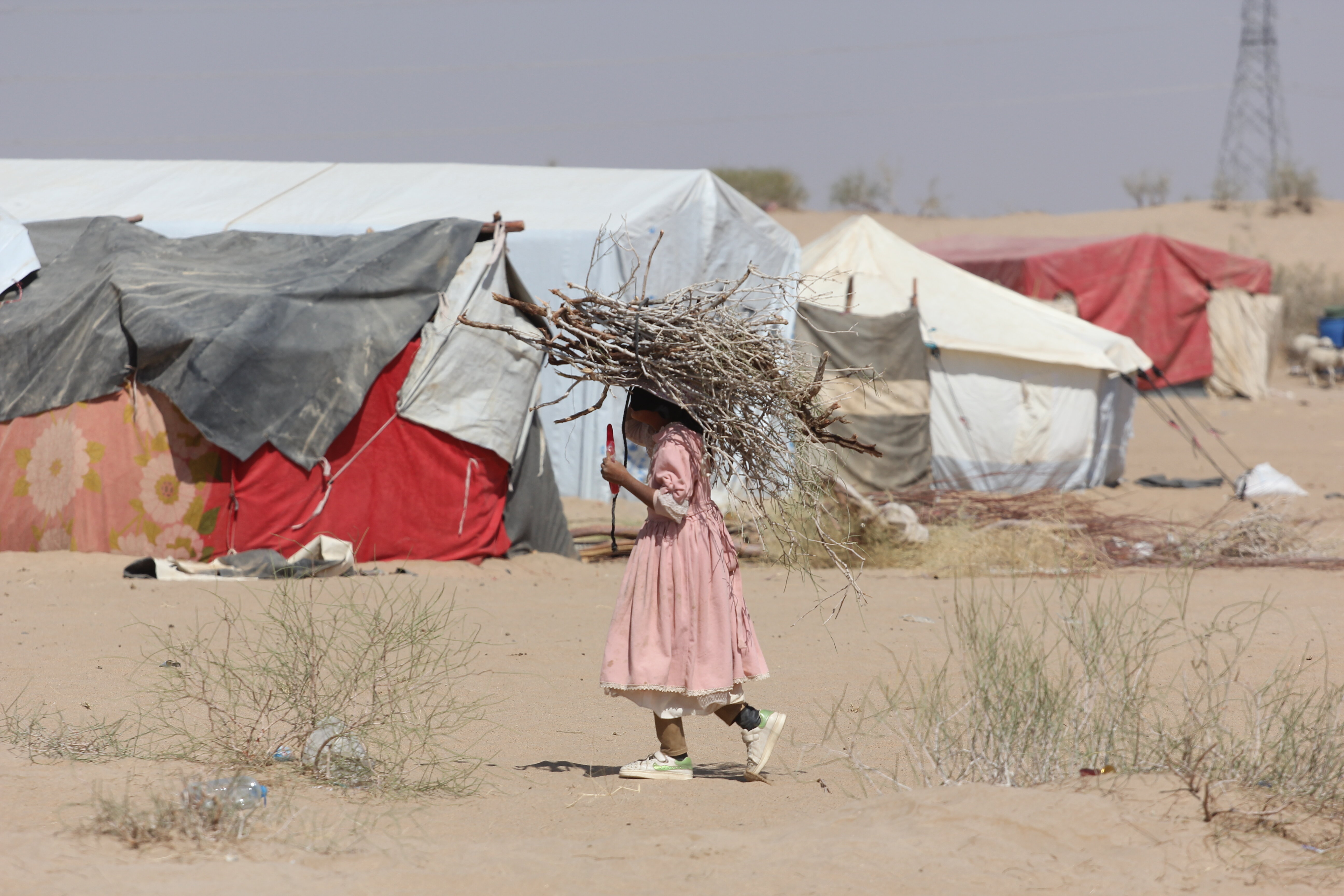 طفلة تجمع الحطب في مخيم نازحين في مأرب (اندبندنت عربية - هشام الشبيلي)