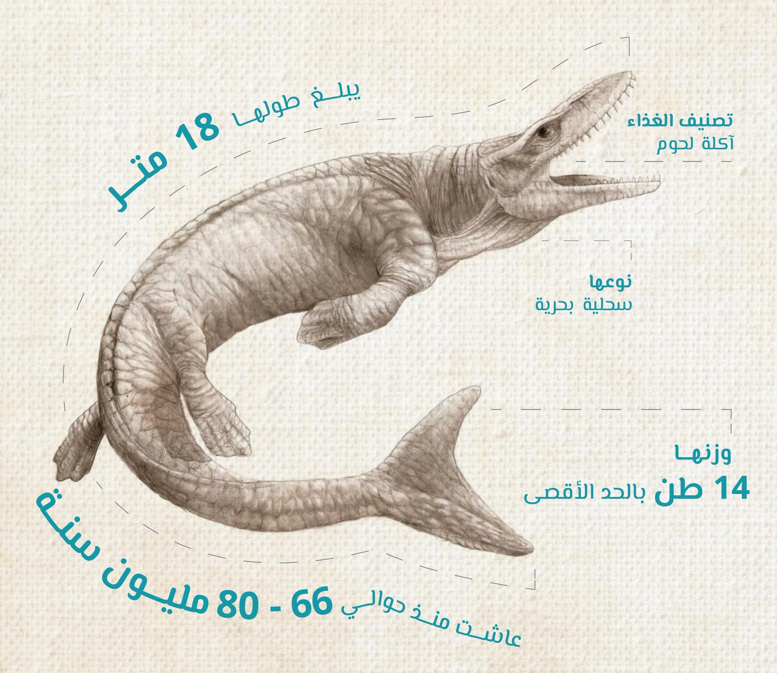صورة تقريبية لحيوان الموساسور الذي اكتشفت بقاياه غرب السعودية (شركة البحر الأحمر للتطوير)