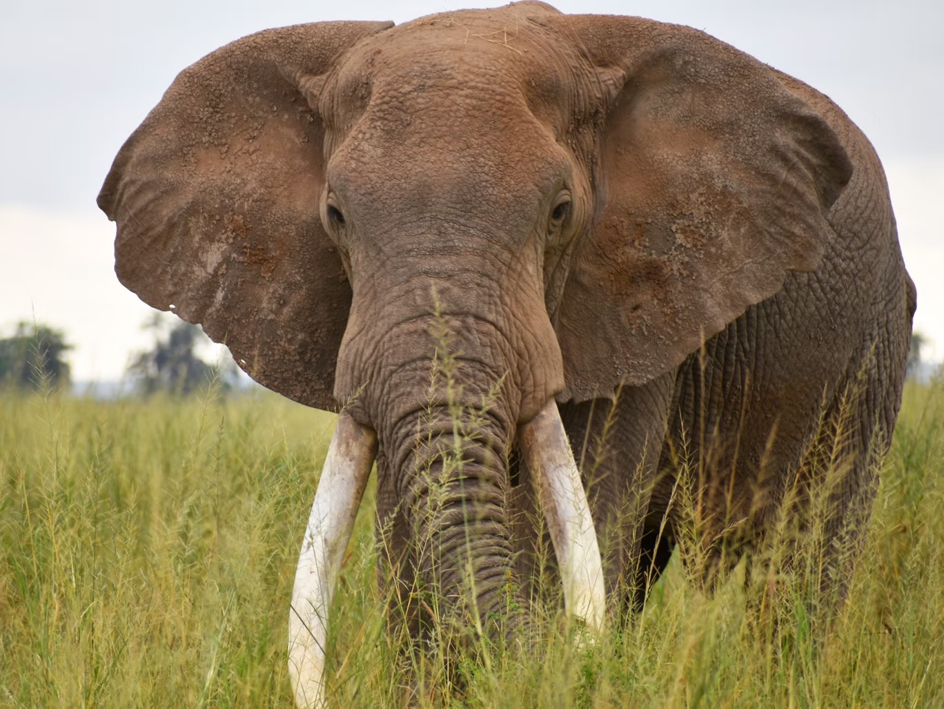 تشير التقديرات إلى أن 20 ألف فيل تقتل بسبب أنيابها كل عام (أي فو/جايمس إيسيش)